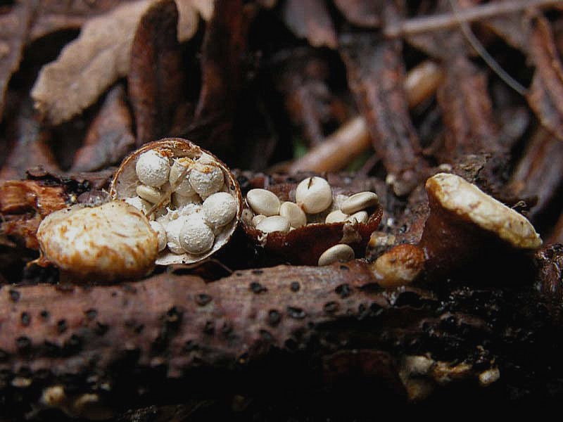 Crucibulum laeve. Scheda fotografica